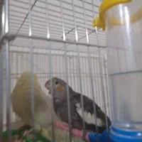 یک عدد عروس هلندی