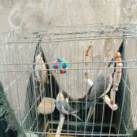 قفس به همراه پرنده