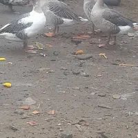 تخم غوغاز سفید|حیوانات مزرعه|علیآباد کتول, |دیوار