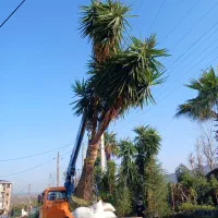 فضای سبز،گلکاری،باغبانی،سمپاشی،روف گاردن|خدمات باغبانی و درختکاری|تهران, تجریش|دیوار