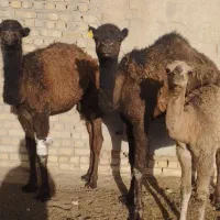 3نفر‌کره‌شتر‌عالی‌2تا‌نر‌یکی‌ماده