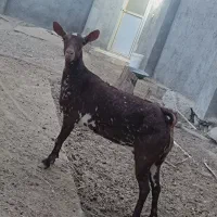 بز صلاله اصل|حیوانات مزرعه|قلعه قاضی, |دیوار