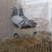 سبز طرح فرش