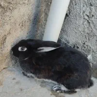 خرگوش ماده سیاه|موش و خرگوش|قوچان, |دیوار