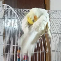 عروس هلندی  نر دستی سر حال و شیطون