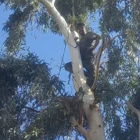 هرس درختاتن خطرناک|خدمات باغبانی و درختکاری|قم, بنیاد|دیوار