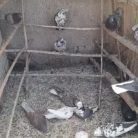 کبوتر