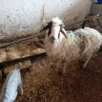 میش|حیوانات مزرعه|کربال, |دیوار