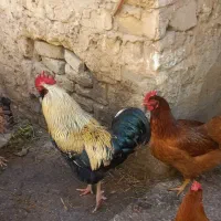 خروس|حیوانات مزرعه|چناران, |دیوار