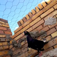 ۱۰‌تا کفتر خوشگل فروشی