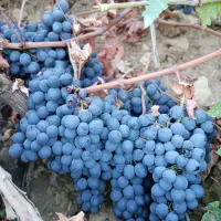 فروشی|حراج|رشت, آب و برق|دیوار