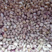 چیتی امساله زنجان