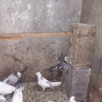 گنجه کبوتر قلمه براجوجه کشی|پرنده|محمودآباد, |دیوار