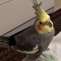 عروس هلندی نر