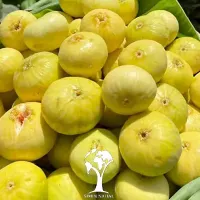 انجیر آفتاب خشک  و مربای انجیر زعفرانی|خوردنی و آشامیدنی|تهران, گیشا|دیوار