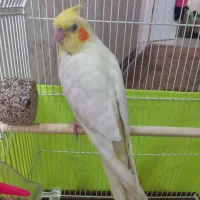 عروس حلندی گم شده
