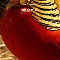 جوجه جهت پرورش|حیوانات مزرعه|رشت, گلسار|دیوار
