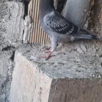 کبوتر