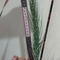 گندم خارجی تناژ بالا