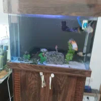 آکواریوم و تعدادی ماهی|ماهی|تهران, صادقیه|دیوار