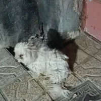 سگ پاکوتا