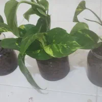 پتوس زعفرانی