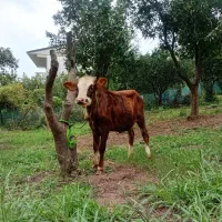 گوساله ماده تنکابنی
