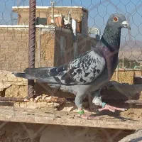 کبوتر سینه سیاه پولکی|پرنده|رشتخوار, |دیوار