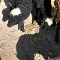 بره بزغاله قوچ