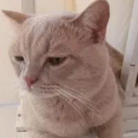 پیشی ناز نازی