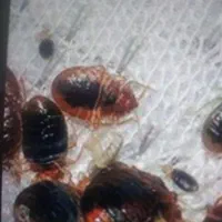 سم پاشی،سمپاشی سوسک و ساس 100٪ تضمینی باضمانت کتبی|خدمات نظافت|تهران, نارمک|دیوار