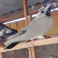 قاره های نامبروان