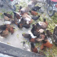 فروش مرغ دو رگه گلین وکردی اصل|حیوانات مزرعه|بلبان آباد, |دیوار