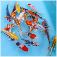 فروش ماهی کوی گوپی ۵۰٪ درصد تخفیف