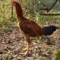 خروس لاری قرمز سالم