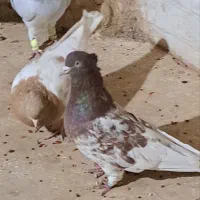 جفت کله سرخ و زرد به ضمانت