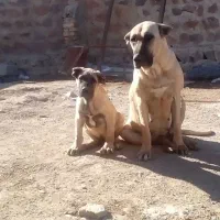 ماده و توله سراب خالص