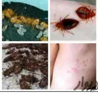 سمپاشی ساس سوسک کنه موریانه موش مارمولک ضمانتی