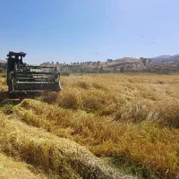 برنج چمپاچیتاب|خوردنی و آشامیدنی|چیتاب, |دیوار