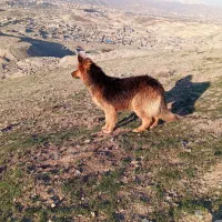 سگ ماده ژرمن