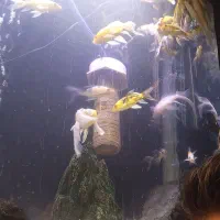 ماهی کوی|ماهی|قم, علی آباد سعدگان|دیوار