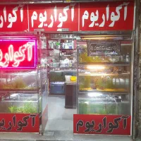 واگذاری وفروش لوازم اکواریم صفرتاصد کامل یکجا|ماهی|مشهد, شهرک رازی (شهرک غرب)|دیوار
