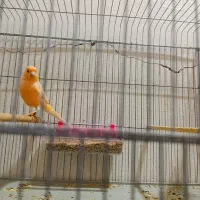 قناری|پرنده|بوشهر, |دیوار