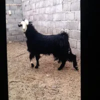 بز گله