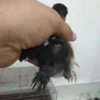 فروش دو عدد جوجه هندی