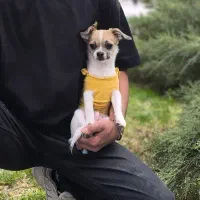 واگذاری سگ شی هوا هوا