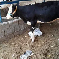 گاو المانی بچر