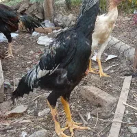 خروس لاری|حیوانات مزرعه|صوفیان, |دیوار