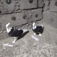 کبوتردرجایی گره