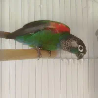 جفت مولد گرینچیک رنگ خاص